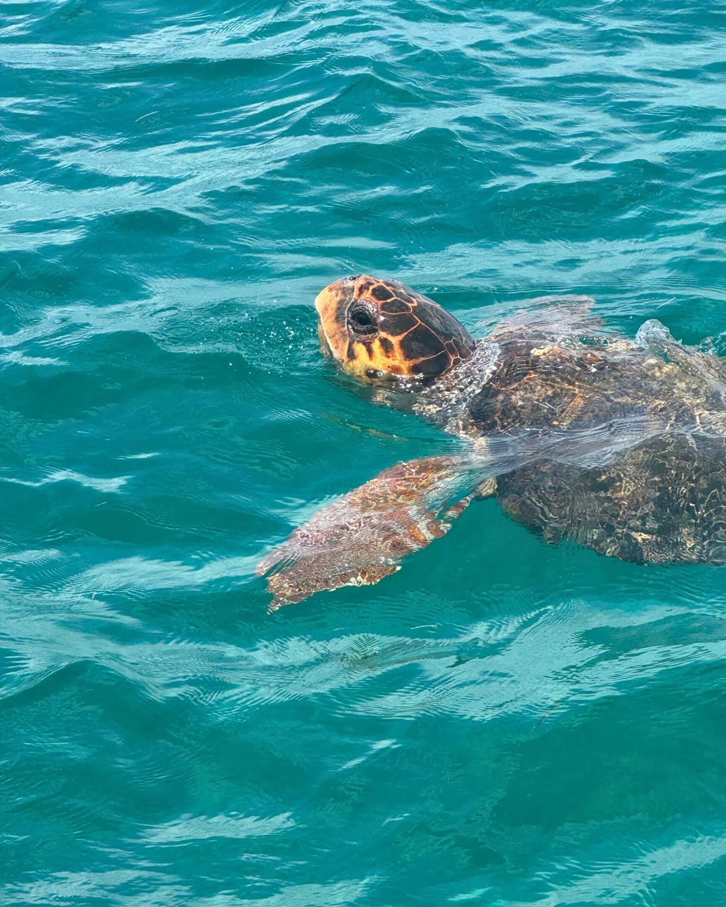 Saona Island Semi Private  VIP  By Seaside Punta cana excursions