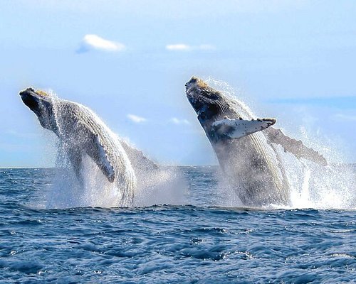 Whale  Watching By Seaside punta cana excursions